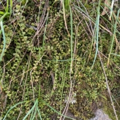 Asplenium flabellifolium (Necklace Fern) at Jerrabomberra, NSW - 31 Aug 2024 by SteveBorkowskis