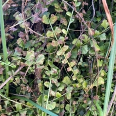 Asplenium flabellifolium at Jerrabomberra, NSW - 31 Aug 2024 02:25 PM