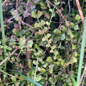 Asplenium flabellifolium at Jerrabomberra, NSW - 31 Aug 2024 02:25 PM