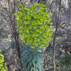 Euphorbia characias (Mediterranean Spurge) at Jerrabomberra, NSW - 31 Aug 2024 by SteveBorkowskis