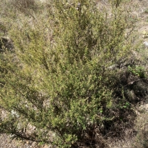 Pomaderris angustifolia at Jerrabomberra, NSW - 31 Aug 2024