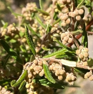 Pomaderris angustifolia at Jerrabomberra, NSW - 31 Aug 2024