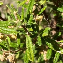 Pomaderris angustifolia at Jerrabomberra, NSW - 31 Aug 2024