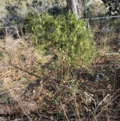 Clematis leptophylla at Jerrabomberra, NSW - 31 Aug 2024