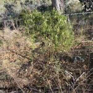 Clematis leptophylla at Jerrabomberra, NSW - 31 Aug 2024 03:11 PM