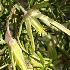 Clematis leptophylla at Jerrabomberra, NSW - 31 Aug 2024