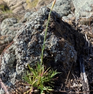 Petrorhagia sp. at Jerrabomberra, NSW - 31 Aug 2024 02:41 PM