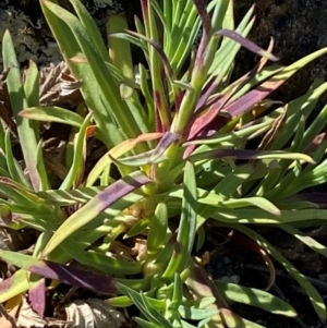 Petrorhagia sp. at Jerrabomberra, NSW - 31 Aug 2024 02:41 PM