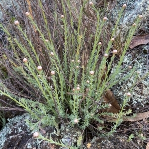 Rhodanthe anthemoides at Jerrabomberra, NSW - 31 Aug 2024