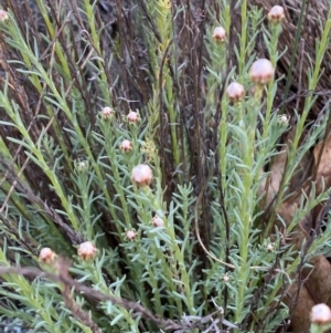 Rhodanthe anthemoides at Jerrabomberra, NSW - 31 Aug 2024