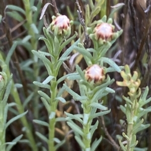 Rhodanthe anthemoides at Jerrabomberra, NSW - 31 Aug 2024