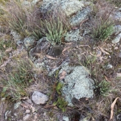 Rhodanthe anthemoides at Jerrabomberra, NSW - 31 Aug 2024 02:18 PM