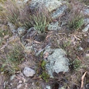 Rhodanthe anthemoides at Jerrabomberra, NSW - 31 Aug 2024