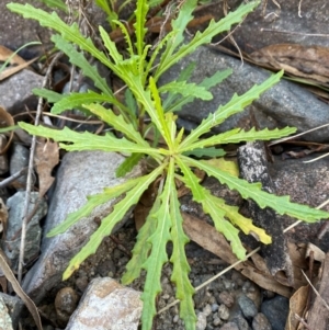 Senecio diaschides at Jerrabomberra, NSW - 31 Aug 2024