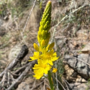 Bulbine glauca at Jerrabomberra, NSW - 31 Aug 2024