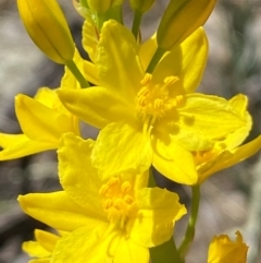 Bulbine glauca at Jerrabomberra, NSW - 31 Aug 2024