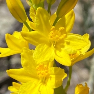 Bulbine glauca at Jerrabomberra, NSW - 31 Aug 2024