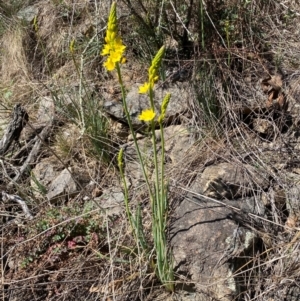 Bulbine glauca at Jerrabomberra, NSW - 31 Aug 2024