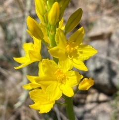 Bulbine glauca at Jerrabomberra, NSW - 31 Aug 2024