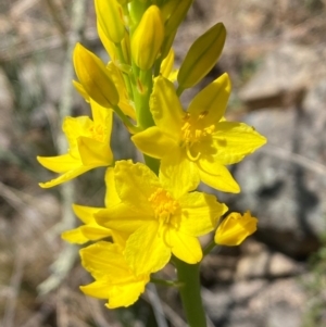 Bulbine glauca at Jerrabomberra, NSW - 31 Aug 2024