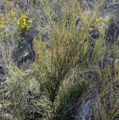 Exocarpos strictus (Dwarf Cherry) at Jerrabomberra, NSW - 31 Aug 2024 by SteveBorkowskis