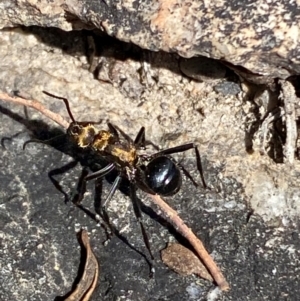 Polyrhachis semiaurata at Jerrabomberra, NSW - 31 Aug 2024