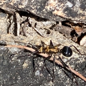 Polyrhachis semiaurata at Jerrabomberra, NSW - 31 Aug 2024