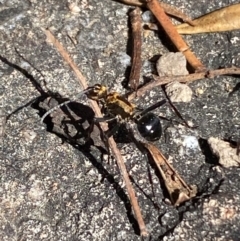 Polyrhachis semiaurata at Jerrabomberra, NSW - 31 Aug 2024