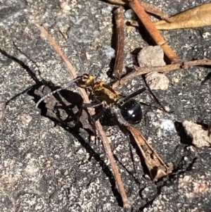 Polyrhachis semiaurata at Jerrabomberra, NSW - 31 Aug 2024