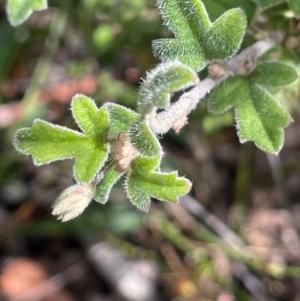 Xanthosia pilosa at Tianjara, NSW - 21 Aug 2024 11:35 AM