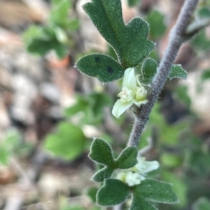 Xanthosia pilosa at Tianjara, NSW - 21 Aug 2024