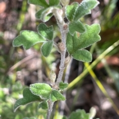 Xanthosia pilosa at Tianjara, NSW - 21 Aug 2024 11:35 AM