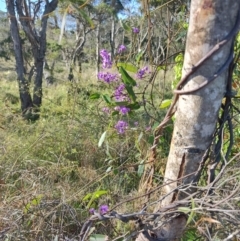 Hardenbergia violacea at Boolaroo, NSW - 31 Aug 2024 by LyndalT