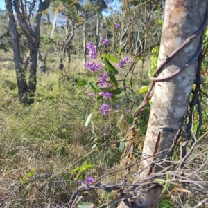 Hardenbergia violacea at Boolaroo, NSW - 31 Aug 2024