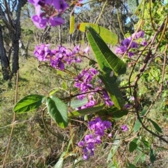 Hardenbergia violacea at Boolaroo, NSW - 31 Aug 2024 03:35 PM