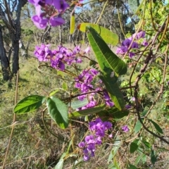 Hardenbergia violacea at Boolaroo, NSW - 31 Aug 2024