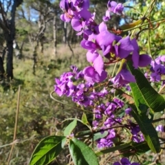Hardenbergia violacea at Boolaroo, NSW - 31 Aug 2024 03:35 PM