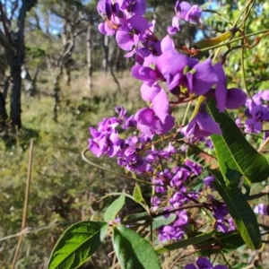 Hardenbergia violacea at Boolaroo, NSW - 31 Aug 2024