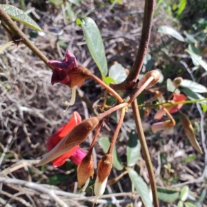 Kennedia rubicunda at Boolaroo, NSW - 31 Aug 2024