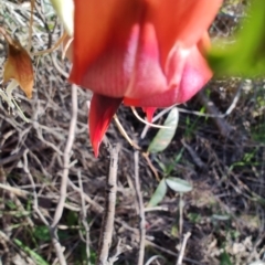 Kennedia rubicunda at Boolaroo, NSW - 31 Aug 2024 03:35 PM