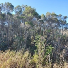 Melaleuca ericifolia (Swamp Paperbark) at Speers Point, NSW - 31 Aug 2024 by LyndalT