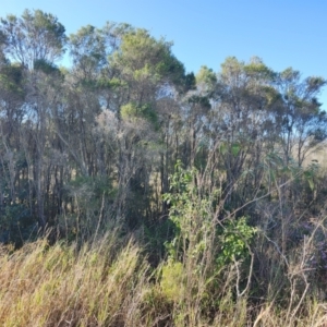 Melaleuca ericifolia at Speers Point, NSW - 31 Aug 2024