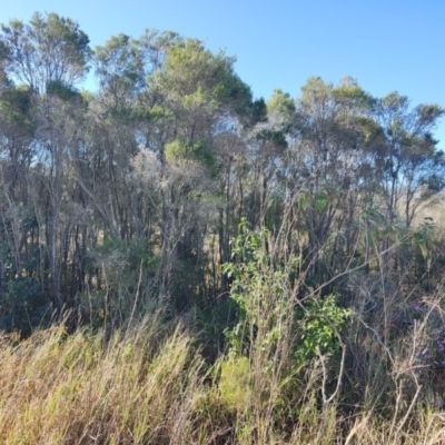 Melaleuca ericifolia (Swamp Paperbark) at Speers Point, NSW - 31 Aug 2024 by LyndalT