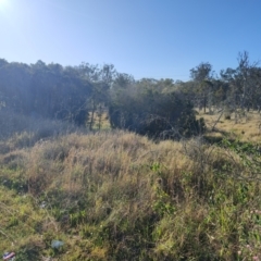 Melaleuca ericifolia at Speers Point, NSW - 31 Aug 2024 03:37 PM