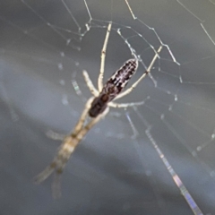 Tetragnatha demissa (Crouching Long-jawed Spider) at Russell, ACT - 29 Aug 2024 by Hejor1