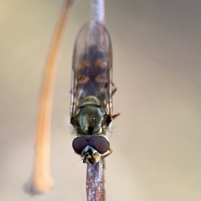 Syrphini (tribe) (Unidentified syrphine hover fly) at Russell, ACT - 29 Aug 2024 by Hejor1