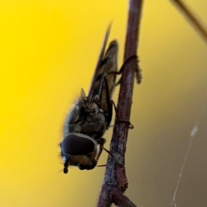 Syrphini sp. (tribe) at Russell, ACT - 29 Aug 2024