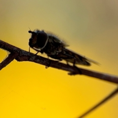 Syrphini sp. (tribe) at Russell, ACT - 29 Aug 2024