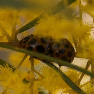 Harmonia conformis at Russell, ACT - 29 Aug 2024 04:30 PM