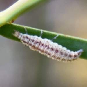 Hemerobiidae sp. (family) at Russell, ACT - 29 Aug 2024